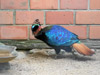 2006-05 Tierpark