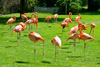 2010-06 Kölner Zoo