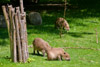 2010-06 Kölner Zoo