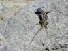 2010-07 USA Wildlife
