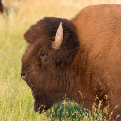 2014-07 USA Wildlife