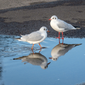 Cornwall 2017 - RSPB Weymouth Cornwall 2017 - RSPB Weymouth