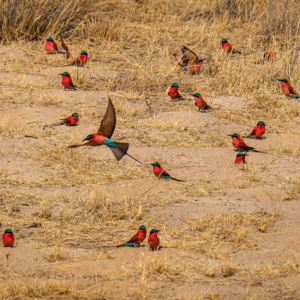 Afrika 2019 – Carmine Bee-eaters Afrika 2019 – Carmine Bee-eaters