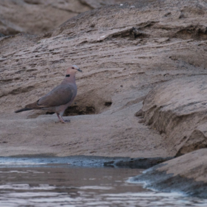 Afrika 2019 – Birding, in Wald und Busch Afrika 2019 – Birding, in Wald und Busch