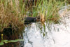 1999-12 Florida