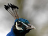 2006-05 Tierpark