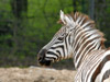 2006-05 Tierpark