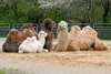 2006-05 Tierpark