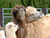 2006-05 Tierpark