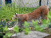 2006-05 Tierpark