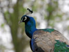 2006-05 Tierpark