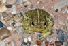 2010-07 USA Wildlife