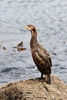2011-07 Cornwall