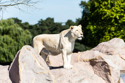 2013-08 Safaripark