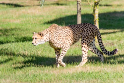 2013-08 Safaripark