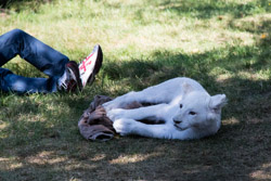 2013-08 Safaripark