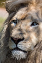 2013-08 Safaripark
