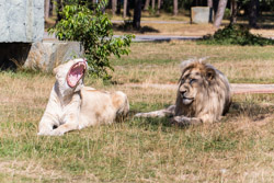 2013-08 Safaripark