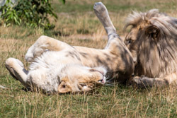 2013-08 Safaripark
