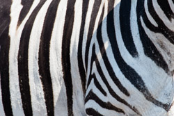 2013-08 Safaripark