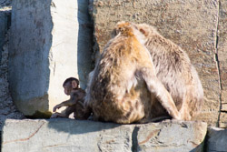 2013-08 Safaripark