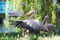 2013-08 Safaripark