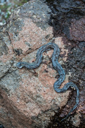 2014-07 USA Wildlife