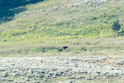 2014-07 USA Wildlife
