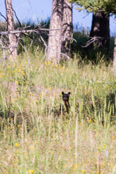 2014-07 USA Wildlife