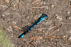 2014-07 USA Wildlife