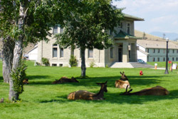 2014-07 USA Wildlife