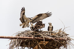 2014-07 USA Wildlife