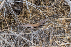 2014-07 USA Wildlife