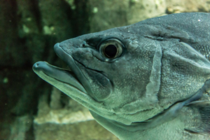 11.4. Oceanarium