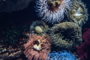 11.4. Oceanarium
