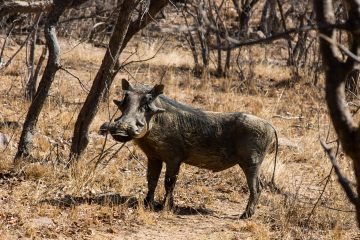 Direkt vor der Haustier: Warthog (Warzenschwein)