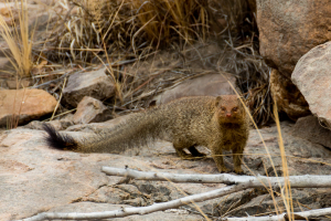 Large Grey Mongoose