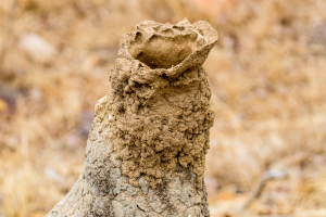 Lüftungsschlot eines Termitenhügels