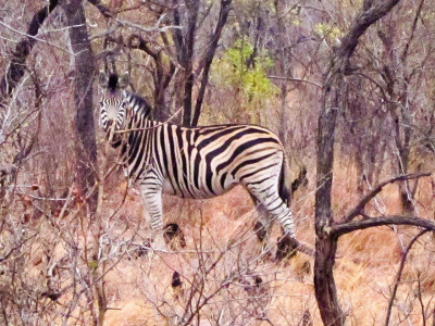 Zebra-Männchen passt auf