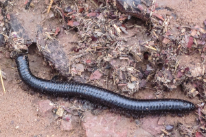 Millipede (Tausendfüßler)