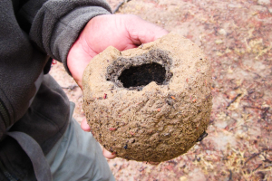 Mistkäferkugel ("Dung Beetle")