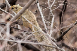 Buschhörnchen (Tree Squirrel)