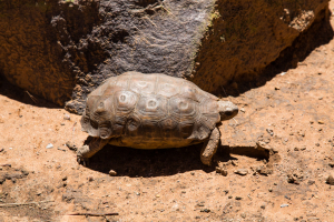 Vor unserem Cottage, die Leopardenschildkröte