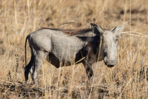 Warthog