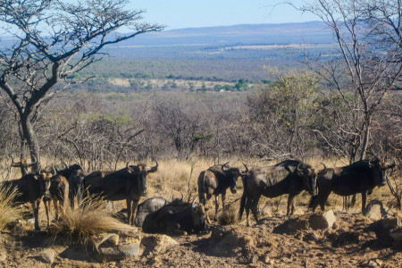 Gnus (Wildebeest), wieder beim Reiten