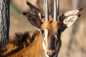 Rappenantilöpchen mit 4 Ohren und 4 Hörnchen (Sable Antilope)