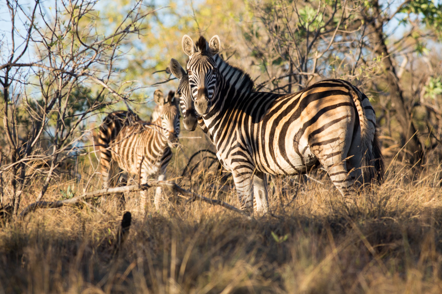 Zebras