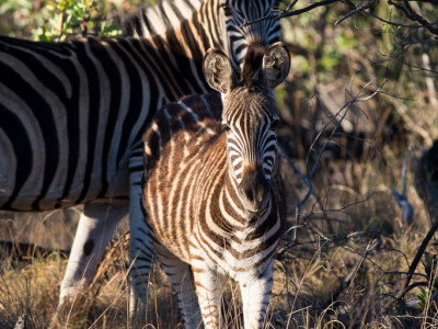 Zebras