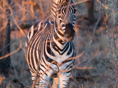 Zebra in der Abendsonne