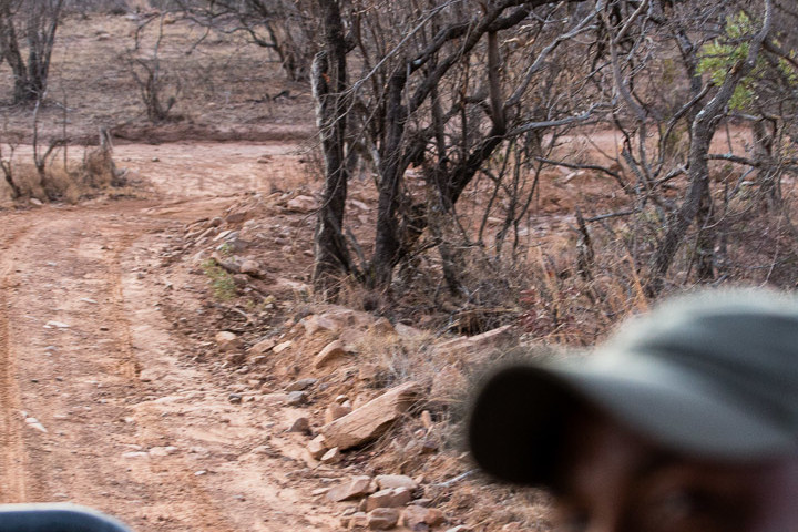 Peter, Game Drive